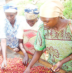 Farmers sort coffee beans to get quality beans for export. A new UN report shows increased trade volumes in Least Developed Countries. The New Times / File