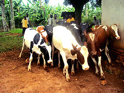 Farmers lead cows  for LSD vaccination in Rwamagana. Over 45,000 animals will be vaccinated. The New Times / S. Rwembeho.