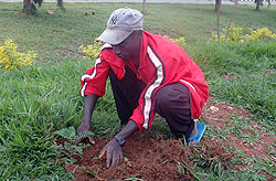 Experts have called upon government to enforce mechanisms that will see planted trees well nurtured.