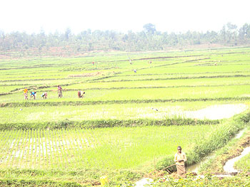 Farmers attend to their rice fields; Floods have had a devastating effect on produce. The New Times / S. Rwembeho.