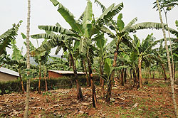 A banana plantation in rural Rwanda. Regional agronomists are demanding for additional  training. The New Times / file.