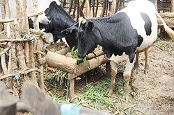 PLWAs in Karangazi Sector received high-breed cows from the Anglican Church. The New Times File.