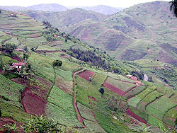 A terraced hill. Mountaineous Gicumbi district has vowed to intensify terracing