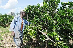A farmer tends to his orange farm; Government will put up a park house to reduce post harvest loses. The New Times / File.