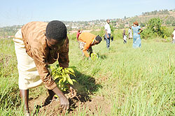 A girl removes weeds from a tree to facilitate its growth. The New Times / File.