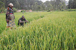  Farmers in Huye District tend to their rice field. Similar rice fields were destroyed by floods in Nyagatare District. The New Times/ John Mbanda