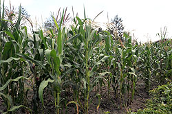  Land consolidation has facilitated increased yields, especially maize, in Gicumbi District. The New Times/ File.