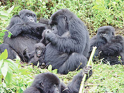 The gorillas are well protected. The New Times / File
