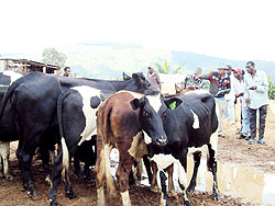 Beneficiaries look at their animals during the handover event in Mwendo. The New Times / D. Sabiiti.