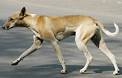 Stray dog menace has created anxiety in Rulindo District. The NewTimes / File.