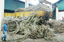 Bundles of sugarcane at  Kabuye Sugar Factory. The flooding of Nyabarongo wetland has rendered sugar canes inaccessible. The New Times /  E. Munyaneza