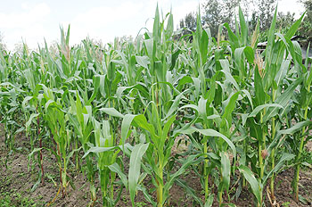 Maize plantation. The projection of high agricultural output is set to boost exports .The New Times/ File