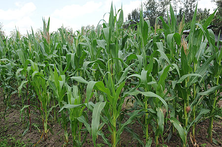 Maize plantation. The projection of high agricultural output is set to boost exports (The New Times/ File).