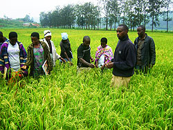 Rice farmers in Rwamagana District. The New Times / File.