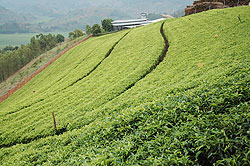 A tea plantation. The industry has of late been one of the top investment attractions The New Times / File