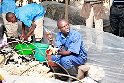 Trainees at Iwawa harvesting mushrooms. The New Times / File.