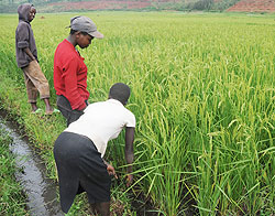 A rice field. The govt aims to make Rwanda a rice-exporting nation within 7 years. The New Times / File.