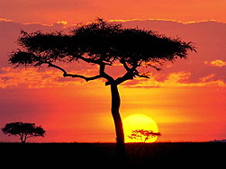Masai Mara sunset