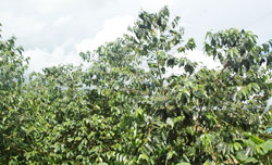 Experts will soon meet to discuss a new pest affecting coffee trees in the country. The New Times / File