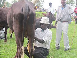 In the Rwandan culture milking cows is still a manu2019s duty.  (Photo. D. Umutes)