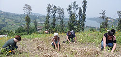 Some of the American youths during the tree planting exercise in Karongi yesterday. The New Times / S. Nkurunziza