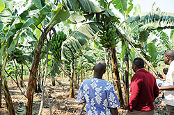 Growing priority crops will help boost food security, the government has said. The NewTimes File.