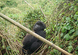 A Mountain Gorilla at Volcanoes National Park. (Photo Arundhati Pande)