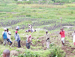 Farmers cultivating on a farm under land consolidation programme. The New Times / File.