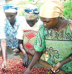 Potato taste in Rwandan coffee is not a threat to the coffee industry . The NewTimes / File.