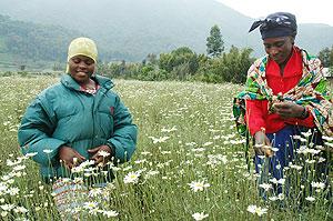 Pyrethrum farmers in the Northern Province. The New Times / File. 