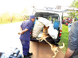 A sniffer dog searches a taxi as a police officer closely observes in Kayonza . Police have launched a massive campaign against drug trafficking countrywide. The New Times / S. Rwembeho.