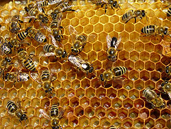 A beehive: Nyagatare bee keepers received a Global Fund boost