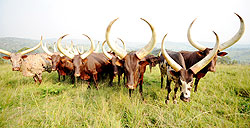 President Museveni's gift to Kagame. The New Times /  E. Kabeera