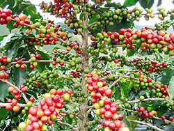 Coffee is one of Rwandau2019s main exports . The New Times / File