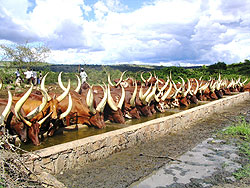 Cattle at a water point in Nyagatare District. The New Times/File.