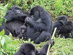 A Gorilla family in the Virunga National Park. The permit fees to trek the gorillas have been hiked. The New Times / File