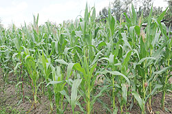 A maize plantation. The World Bank has commended Rwanda for putting in place proper policies to ensure food security. The New Times / File 
