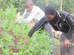 Jerome Rugabanje and Honoline Uwizeyimana weeding a garden of carrots  at Gako organic farming training center. The New Times / D. Umutesi.