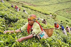 Farmers picking tea at an estate. Kitabi tea pickers say that their lives have improved as a result of Rwandan tea industry. Net Image