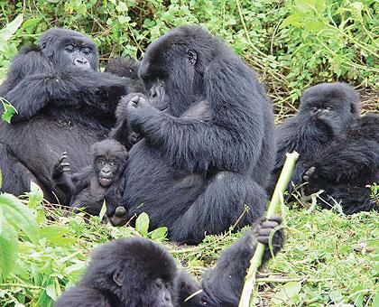 Gorilla twins: Rising incidences of poaching poses a danger to endangered species within the Greater Virunga area. The New Times / File.