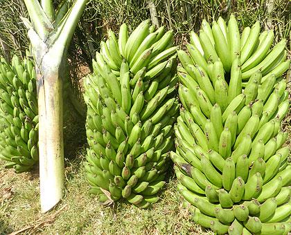 Bananas on sell at cheap prices in Kirehe District. The Sunday Times / S. Rwembeho.