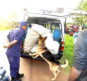 Sniffer dog searches a taxi for drugs under the watchful eye of a police officer in Kayonza. Drivers have also joined the drive against narcotics. The New Times / File.