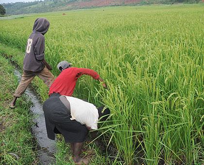 Farmers tend a rice field. The Sunday Times / File