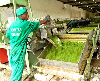 A worker in a tea factory.  IPAR finds the current approach on job creation wanting.  The New Times / File.