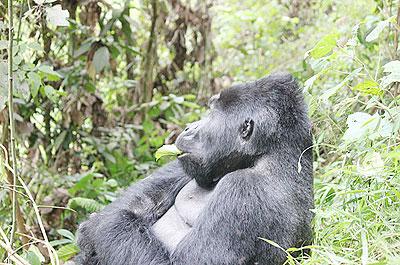 Gorillas share 15 per cent of their genes with humans, says latest research. Net photo.