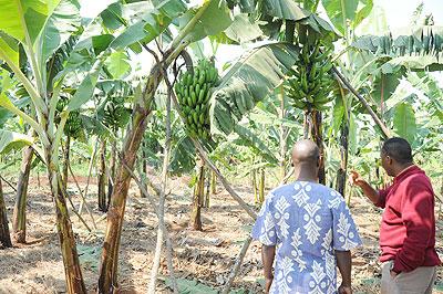 Farmers in a banana plantation. The New Times / File.
