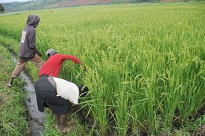 Farmers tend a rice field. Land consolidation is expected to improve productivity.  The New Times / File.