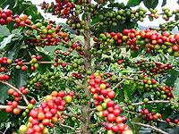 Ripe coffee. The country is looking at new markets, including China. The New Times / File.