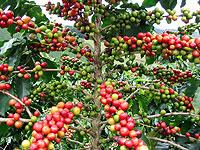 Ripe coffee. The country is looking at new markets, including China. The New Times / File.