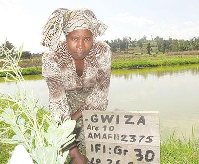 Marie Grace Mukamusoni, at one of the fishponds.   The New Times / D. Umutesi